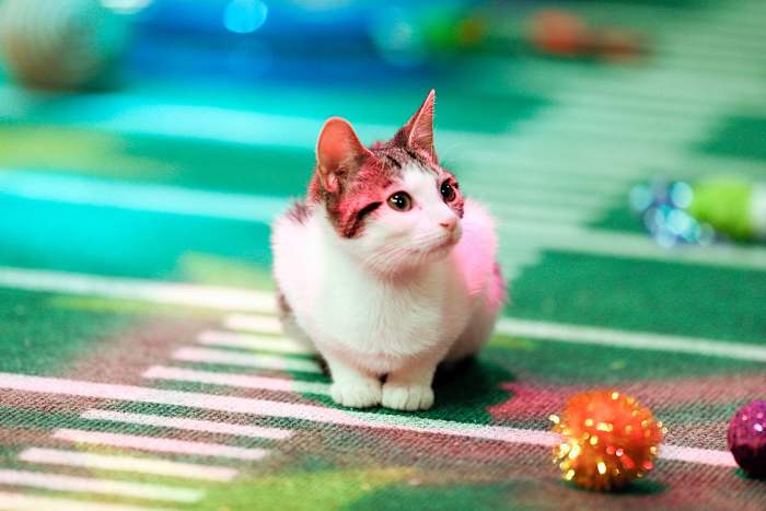Puppy-Bowl-X-halftime-kitten.jpg